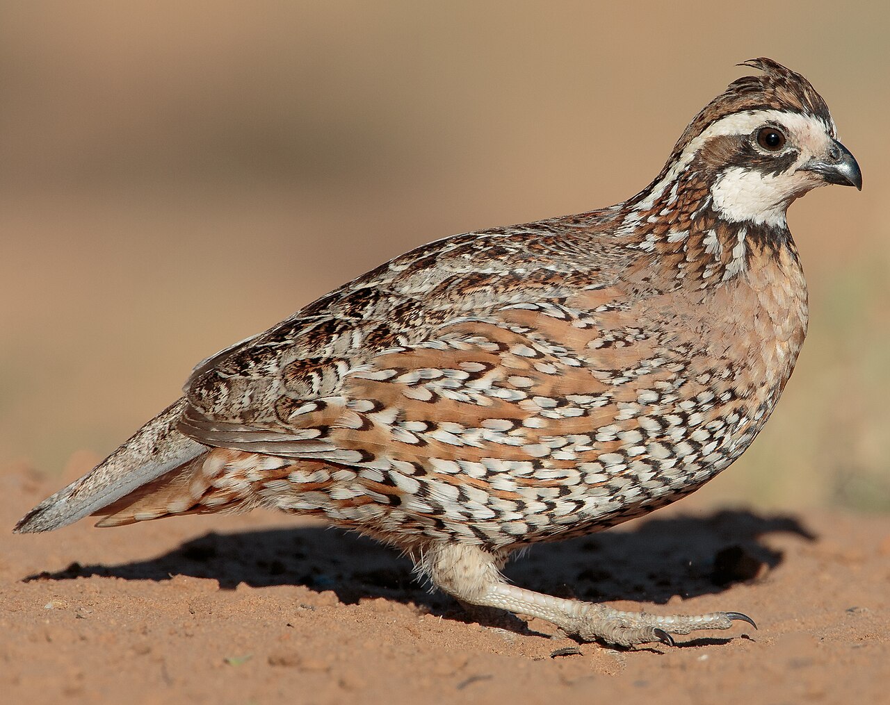 Virginiaanse boomkwartel (Colinus virginianus)