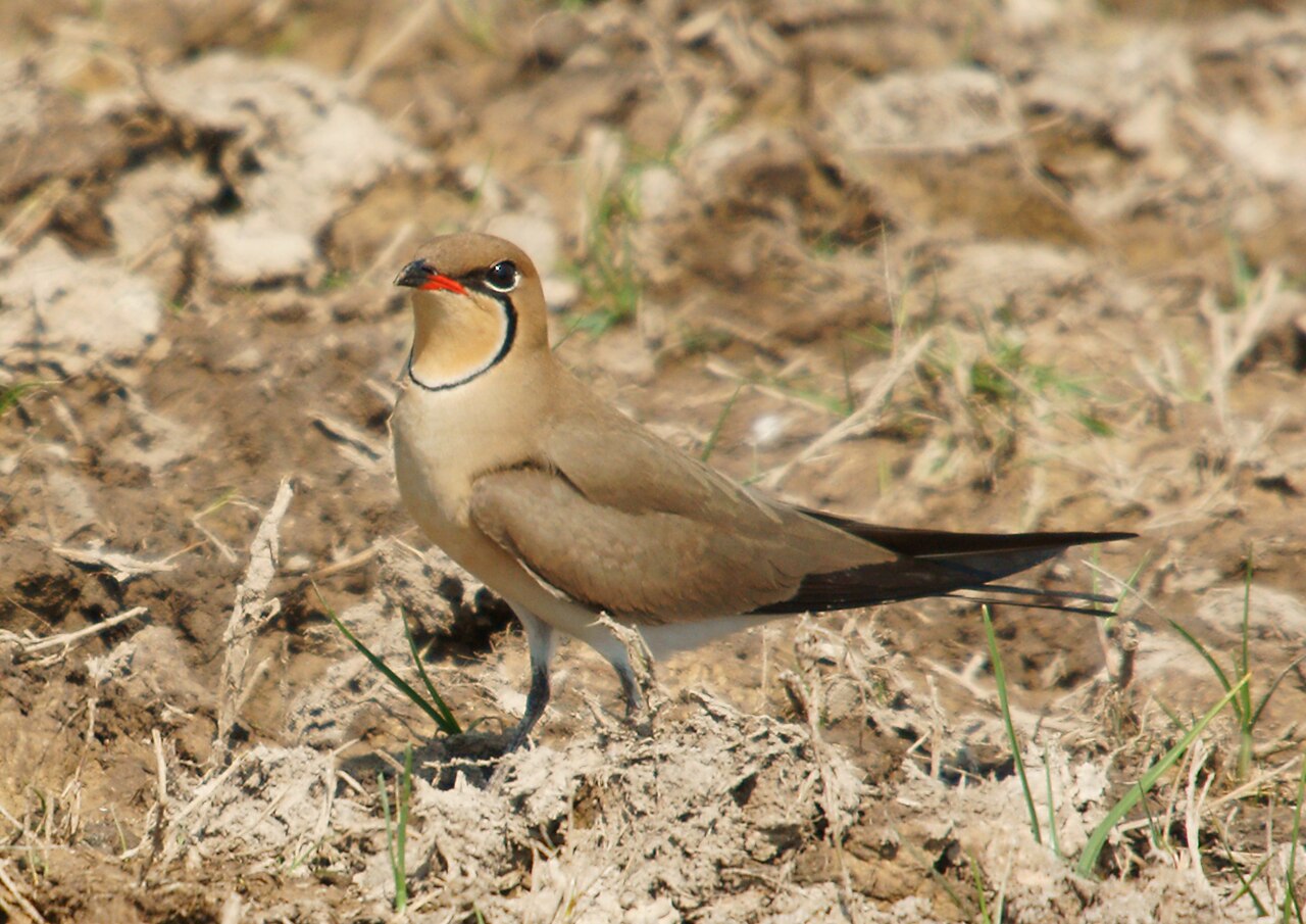 Vorkstaartplevier (Glareola pratincola)