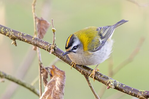 Sommergoldhähnchen (Regulus ignicapilla)