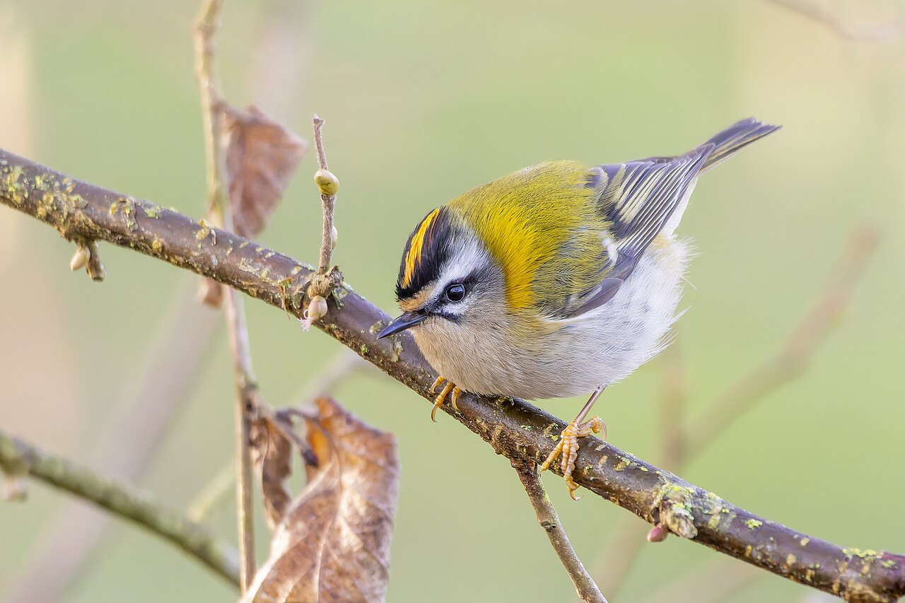 Vuurgoudhaantje (Regulus ignicapilla)