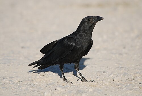 Borstenrabe (Corvus rhipidurus)