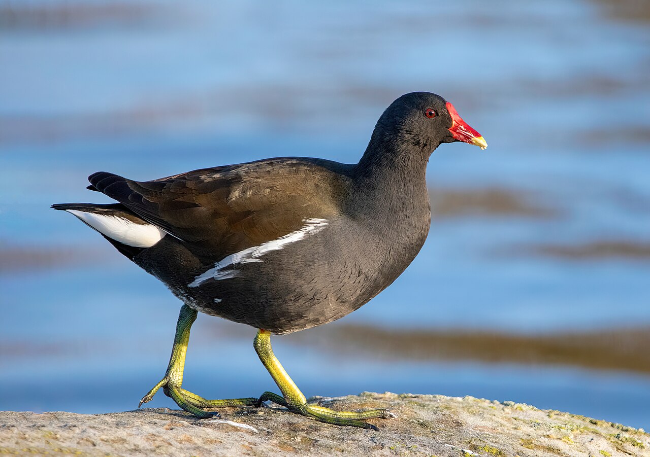 Waterhoen (Gallinula chloropus)
