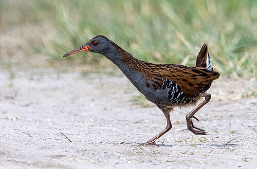 Wasserralle (Rallus aquaticus)