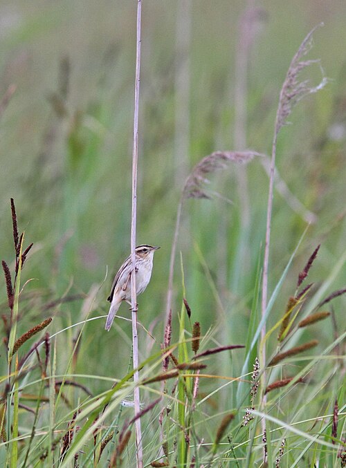 Seggenrohrsänger (Acrocephalus paludicola)