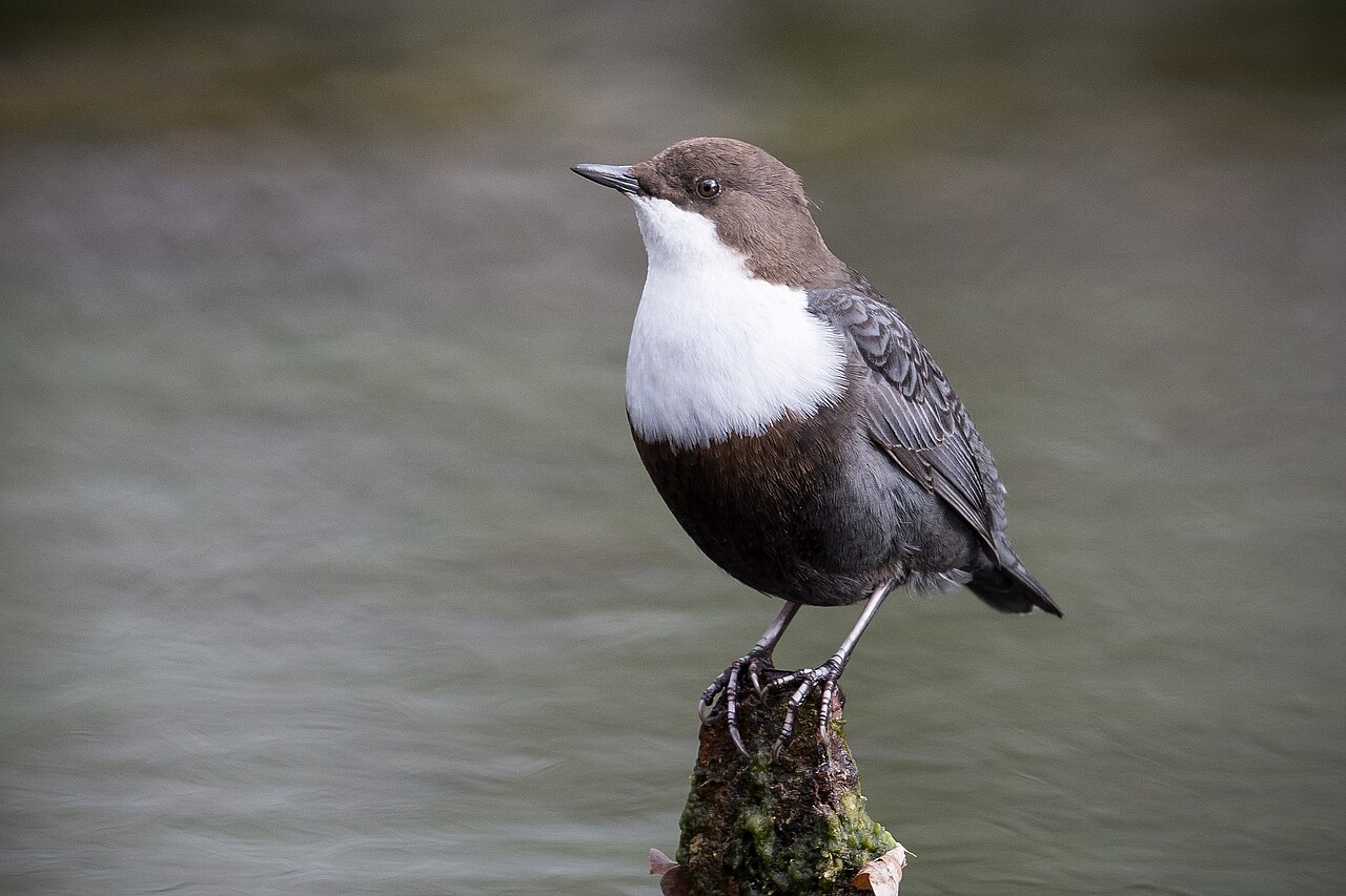 Waterspreeuw (Cinclus cinclus)