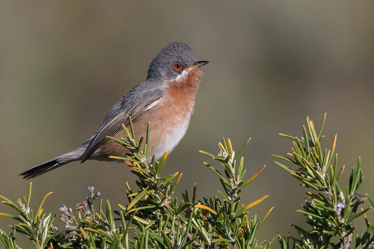 Westelijke baardgrasmus (Curruca iberiae)