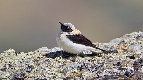 Maurensteinschmätzer (Oenanthe hispanica)