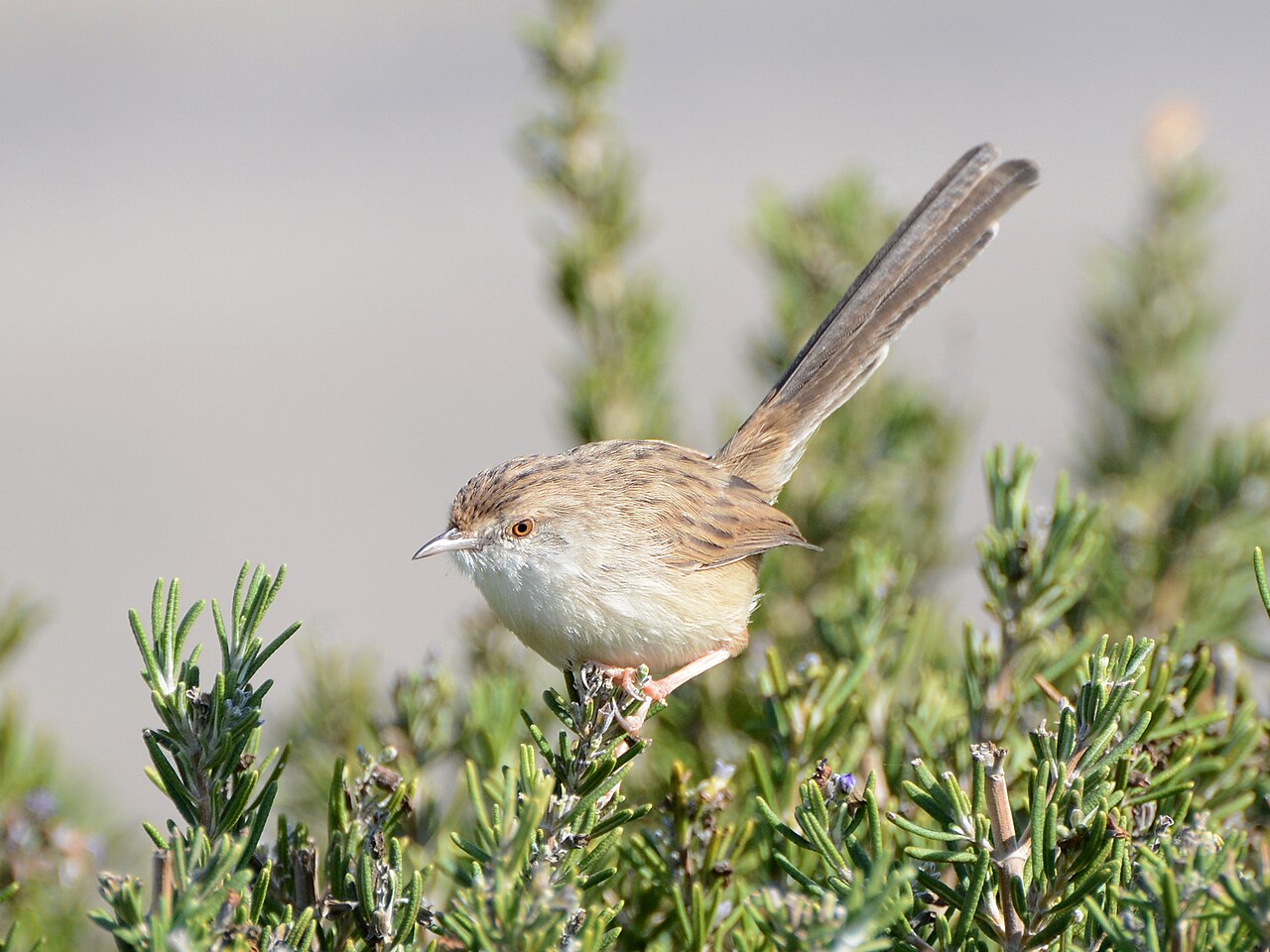 Westelijke gestreepte prinia (Prinia gracilis)