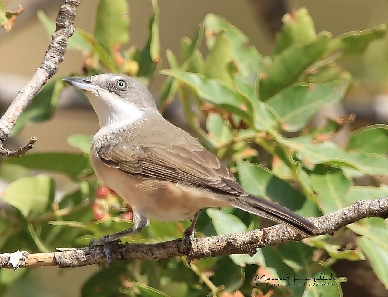 Westelijke orpheusgrasmus (Curruca hortensis)