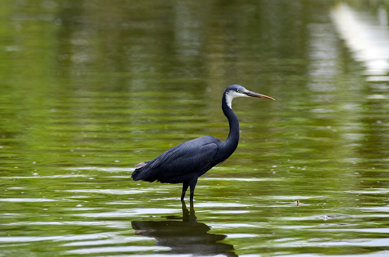 Western reef heron, slate-grey morph, with a white throat stripe