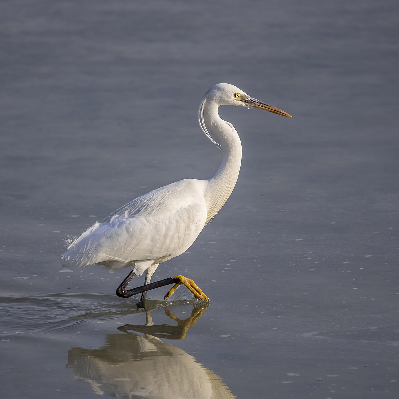 Western reef heron, white morph
