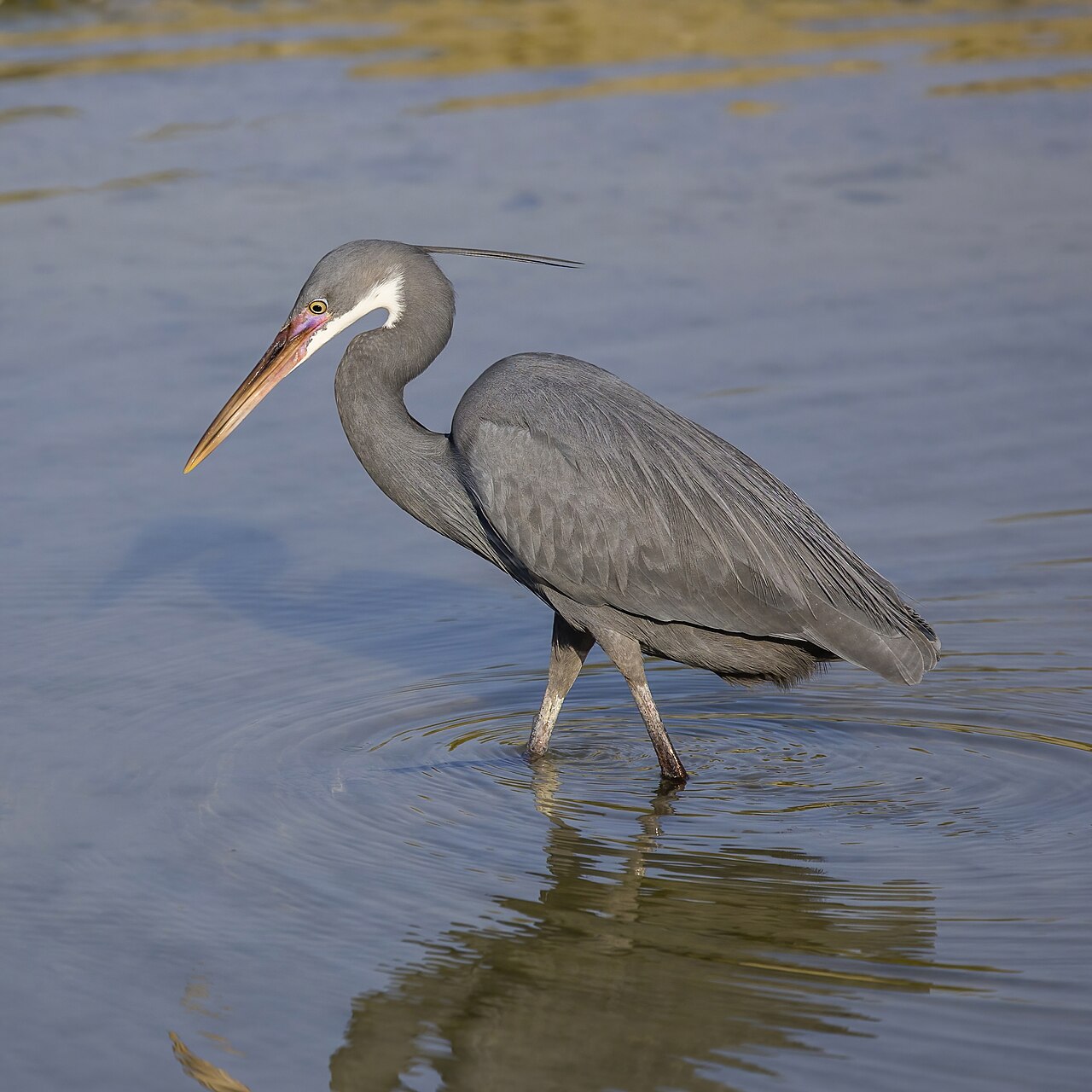 Westelijke rifreiger (Egretta gularis)