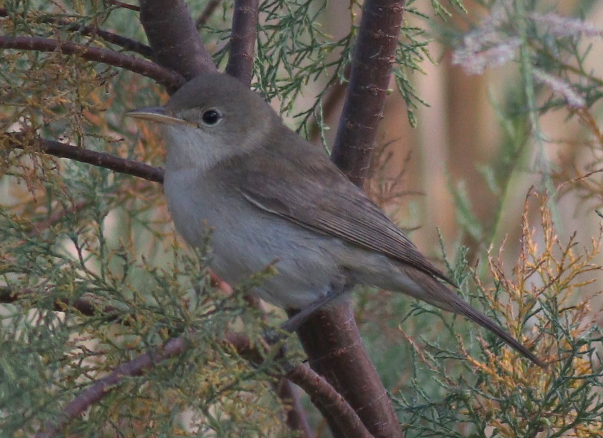 Westelijke vale spotvogel (Iduna opaca)
