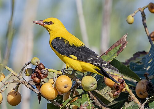 Pirol (Oriolus oriolus)