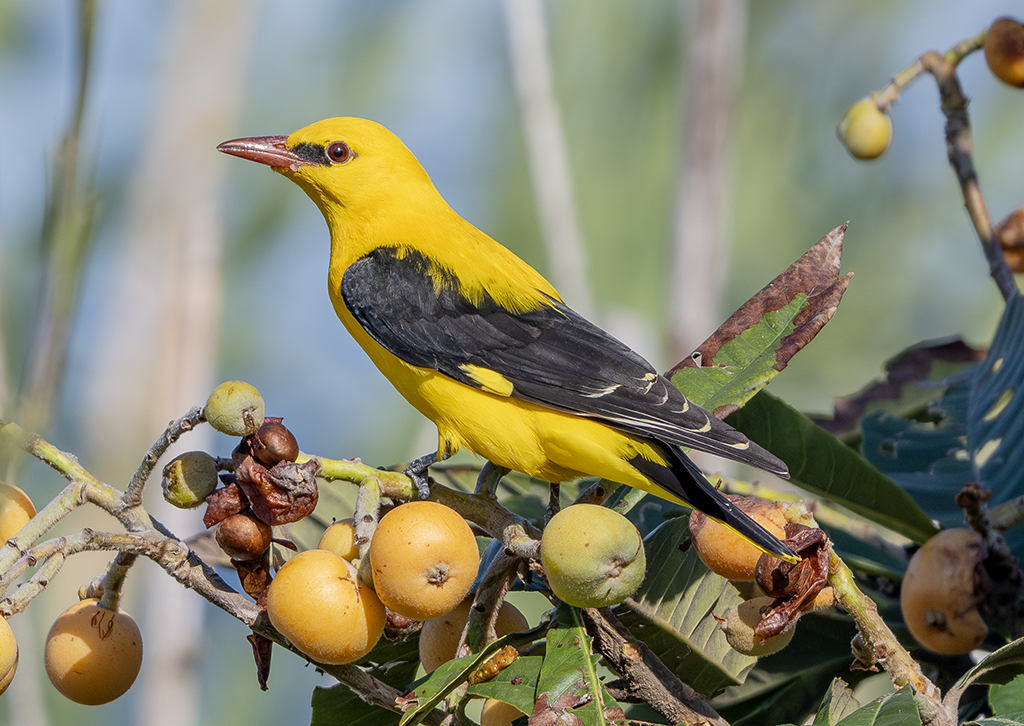Wielewaal (Oriolus oriolus)