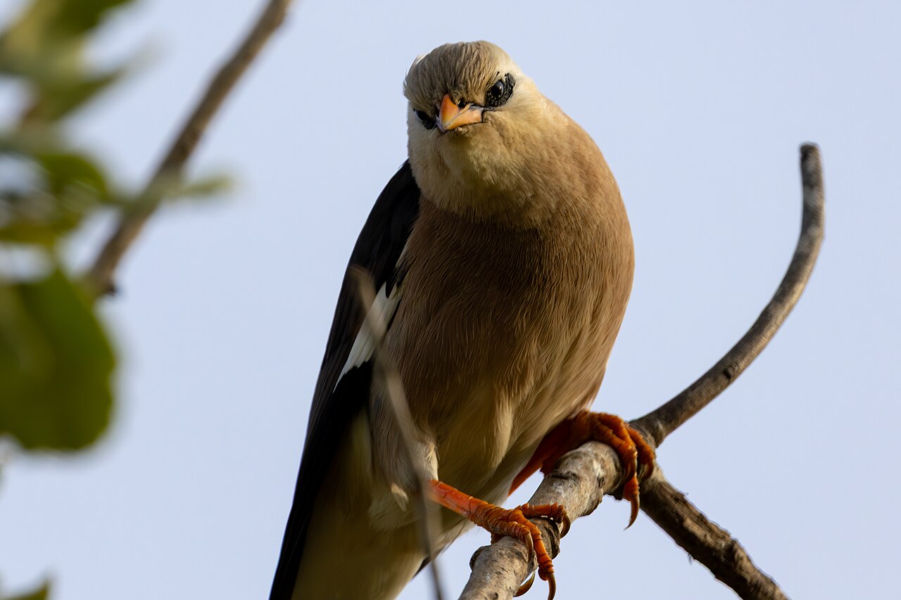 Wijnborstmaina (Acridotheres leucocephalus)