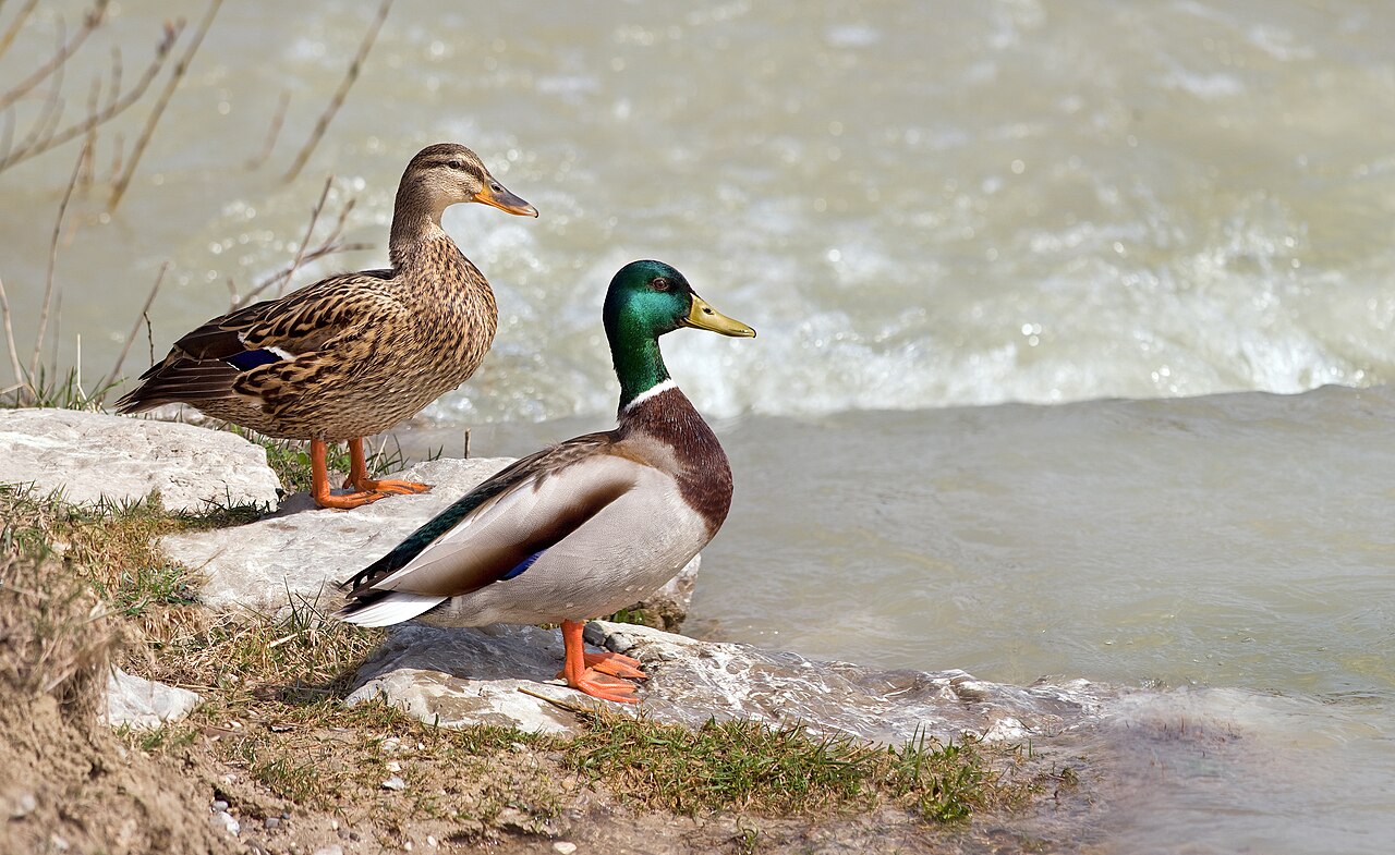 Wilde eend (Anas platyrhynchos)