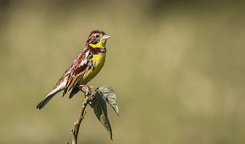Weidenammer (Emberiza aureola)