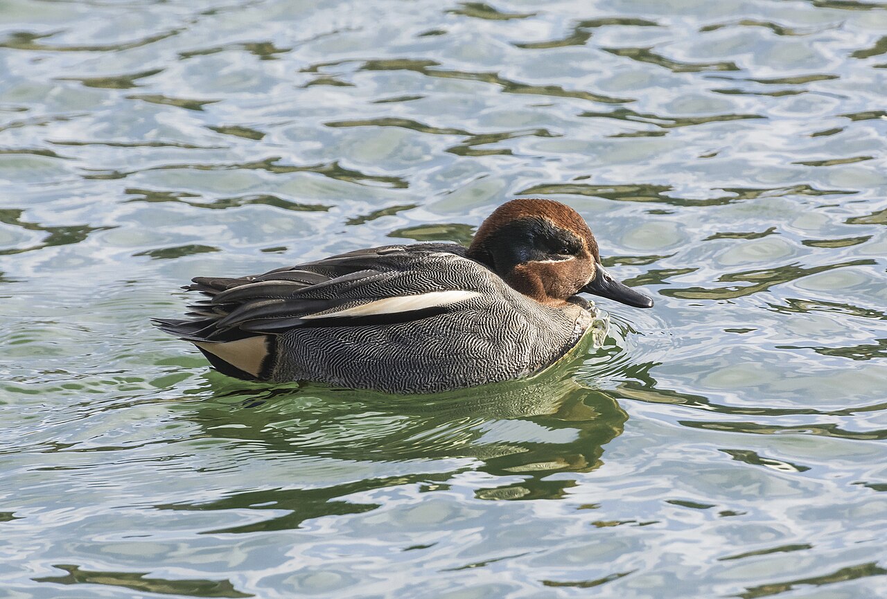 Wintertaling (Anas crecca)