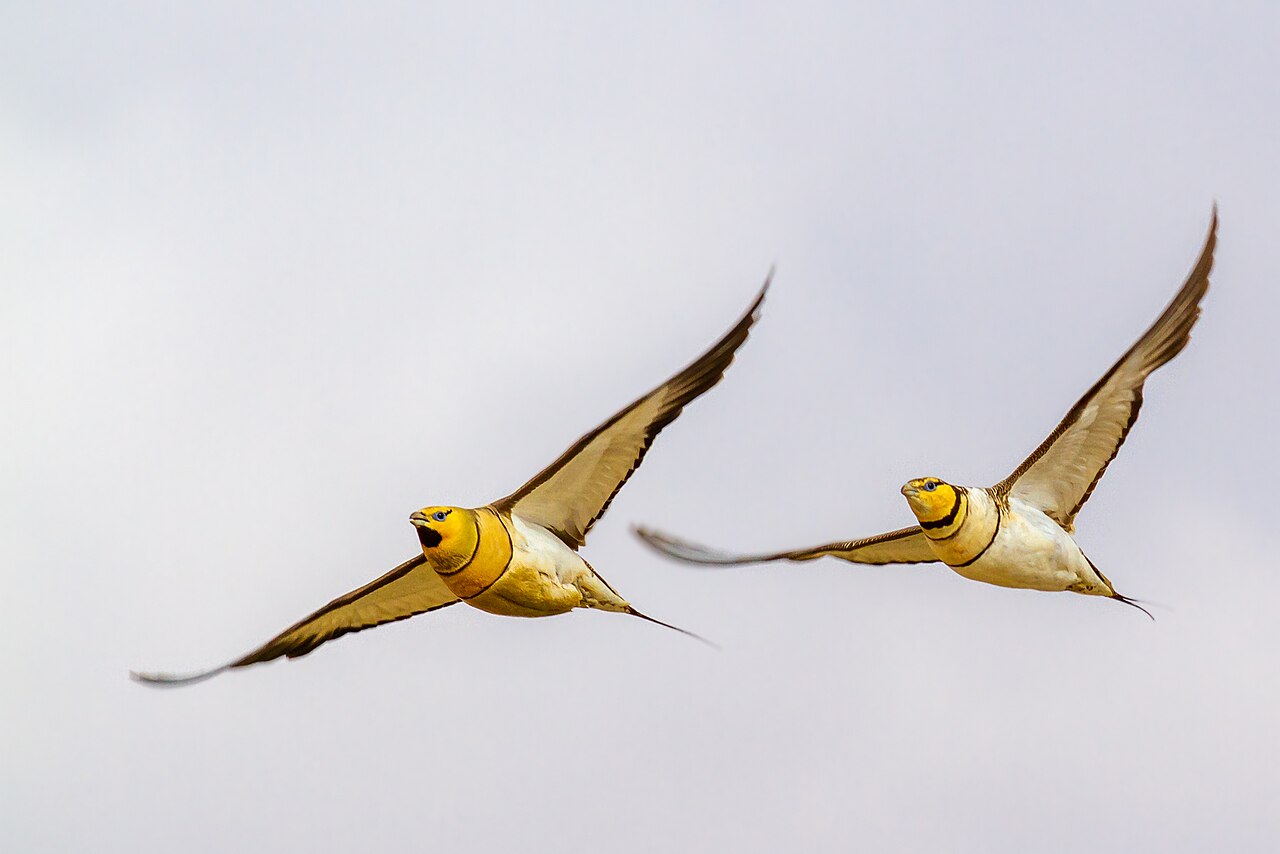 Witbuikzandhoen (Pterocles alchata)