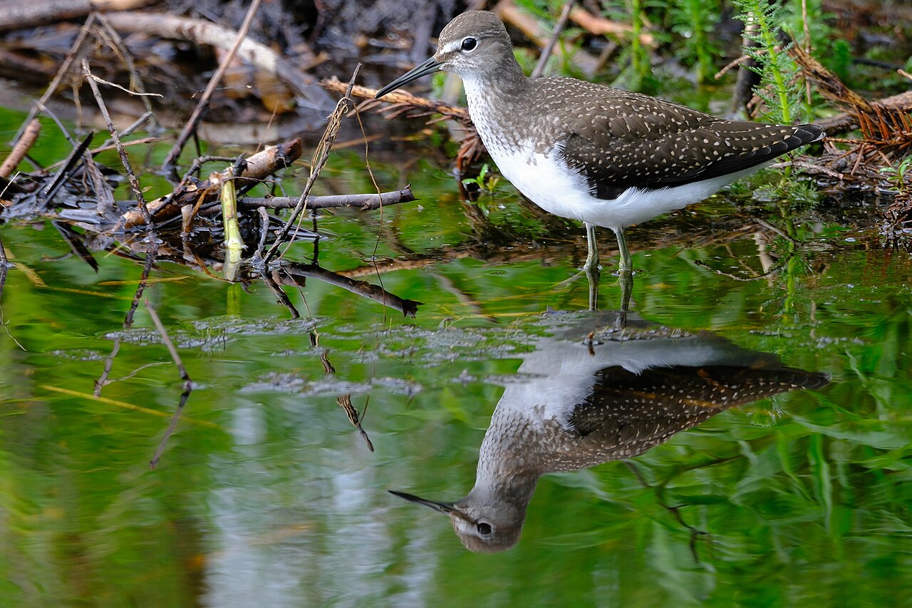 Witgat (Tringa ochropus)