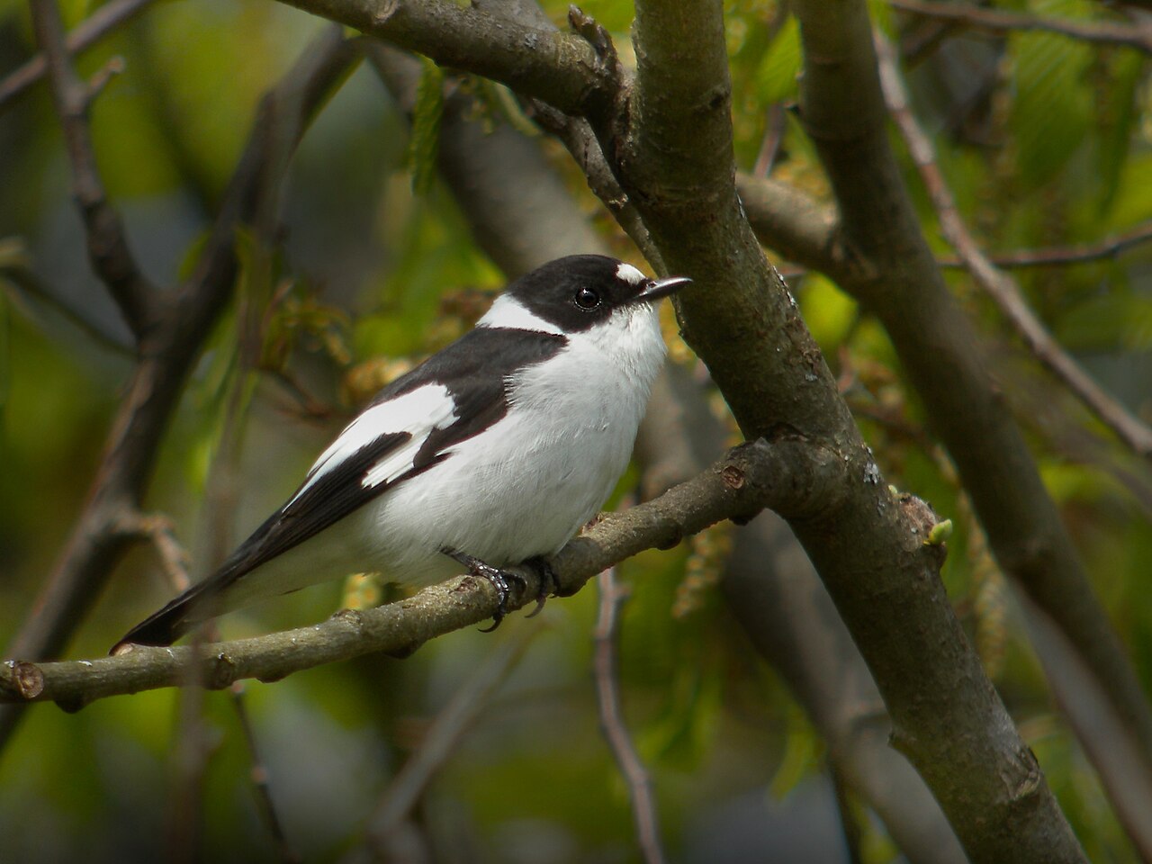 Withalsvliegenvanger (Ficedula albicollis)