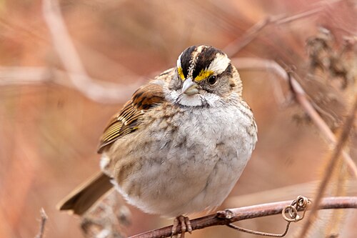 Weißkehlammer (Zonotrichia albicollis)