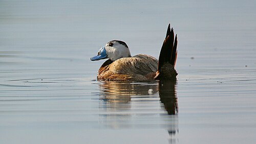 Weißkopfruderente (Oxyura leucocephala)