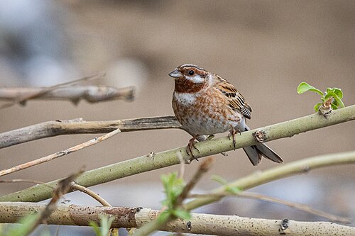 Fichtenammer (Emberiza leucocephalos)