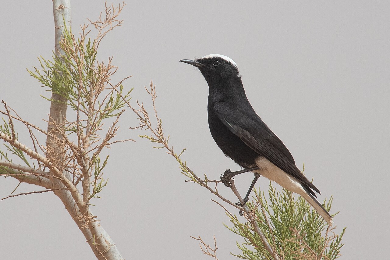 Witkruintapuit (Oenanthe leucopyga)