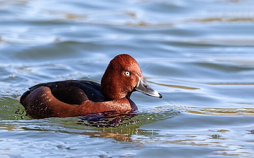 Moorente (Aythya nyroca)