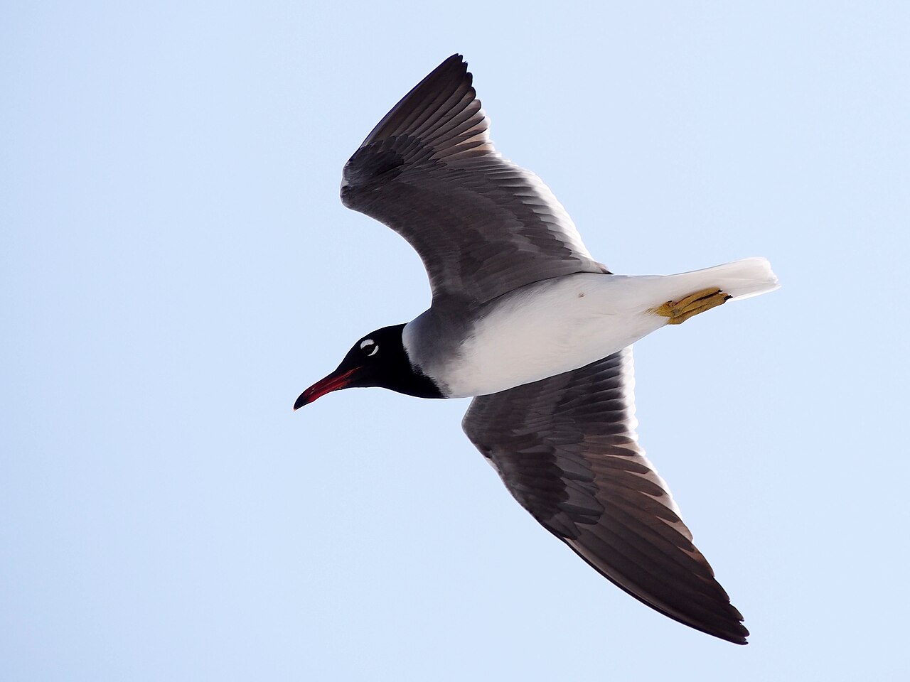 Witoogmeeuw (Ichthyaetus leucophthalmus)
