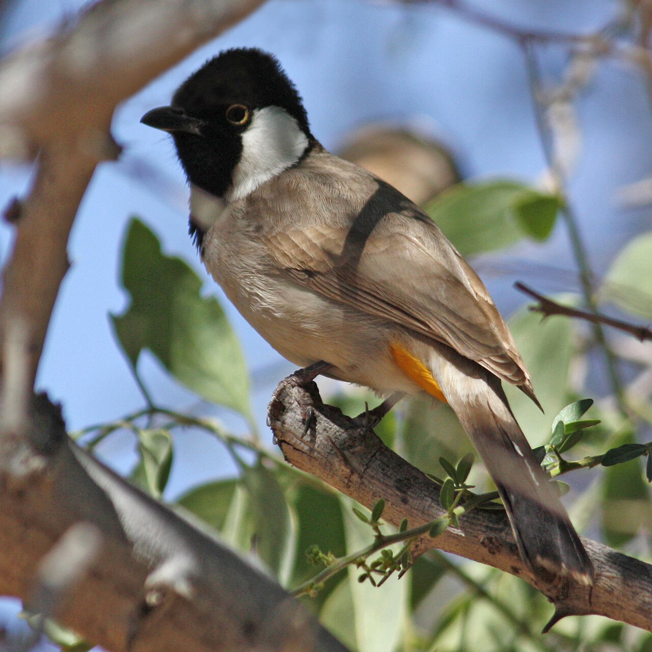 Witoorbuulbuul (Pycnonotus leucotis)