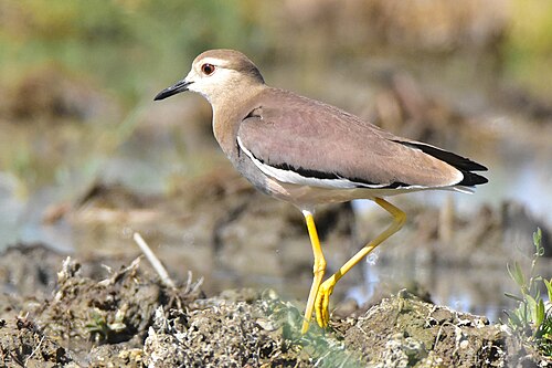 Weißschwanzkiebitz (Vanellus leucurus)