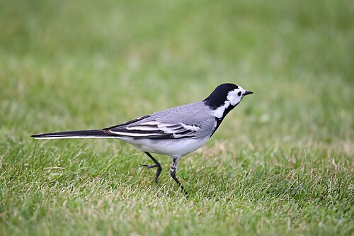 Bachstelze (Motacilla alba)