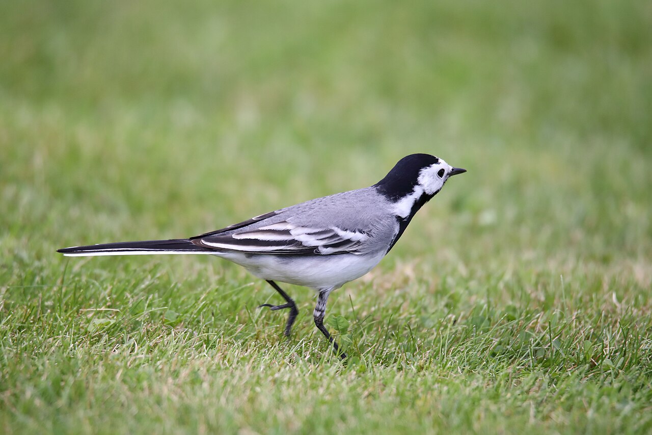 Witte kwikstaart (Motacilla alba)