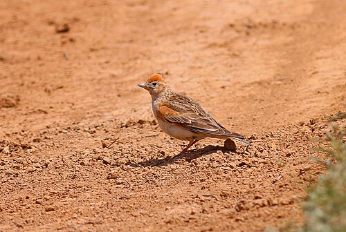 Weißflügellerche (Alauda leucoptera)