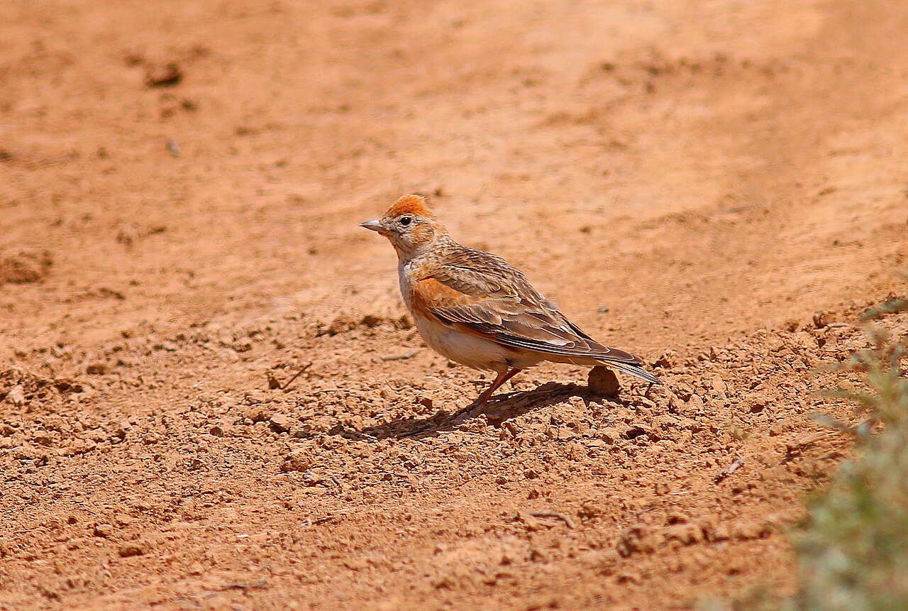 Witvleugelleeuwerik (Alauda leucoptera)