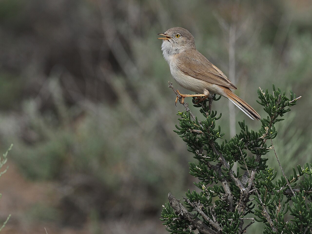 Woestijngrasmus (Curruca nana)