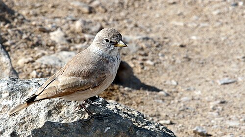 Steinlerche (Ammomanes deserti)