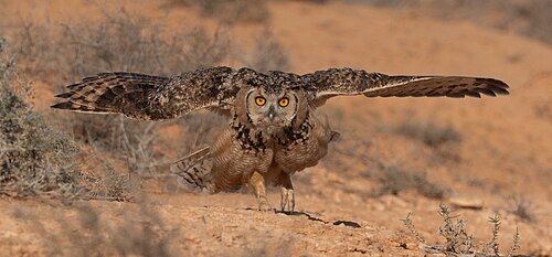 Wüstenuhu (Bubo ascalaphus)