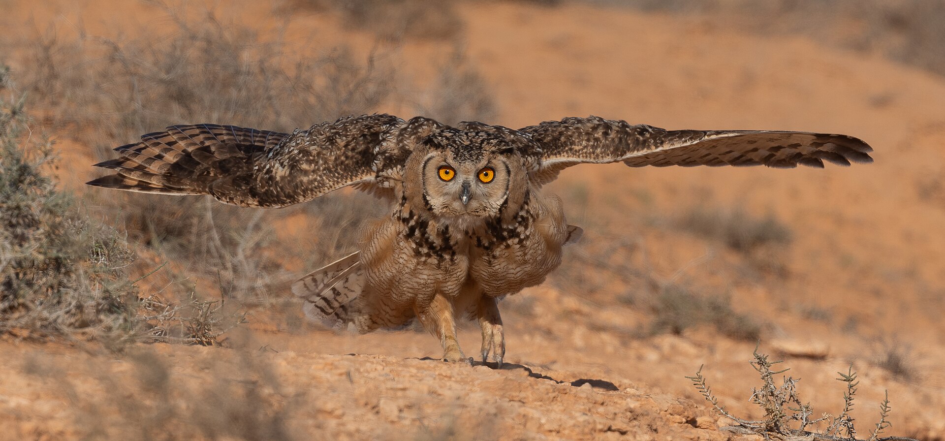 Woestijnoehoe (Bubo ascalaphus)