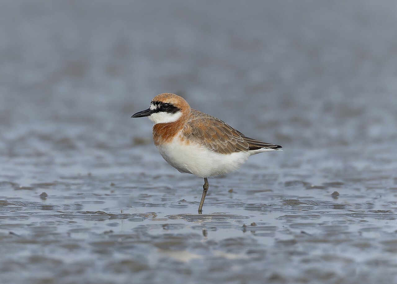 Woestijnplevier (Anarhynchus leschenaultii)
