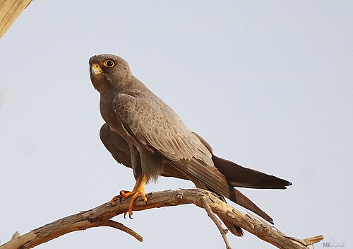Schieferfalke (Falco concolor)