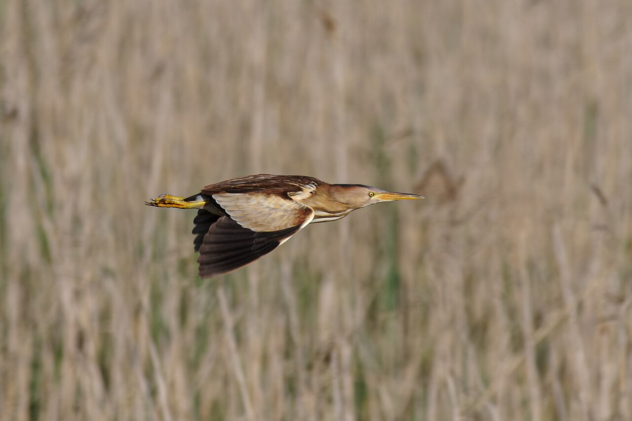 Woudaapje (Botaurus minutus)