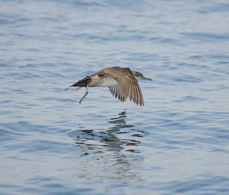 Yelkouanpijlstormvogel (Puffinus yelkouan)