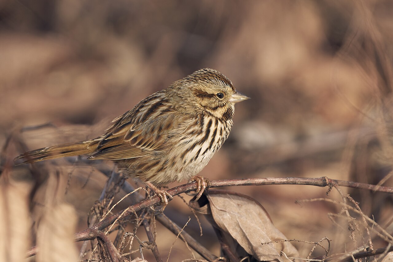 Zanggors (Melospiza melodia)