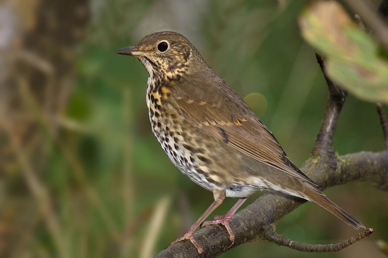 Zanglijster (Turdus philomelos)