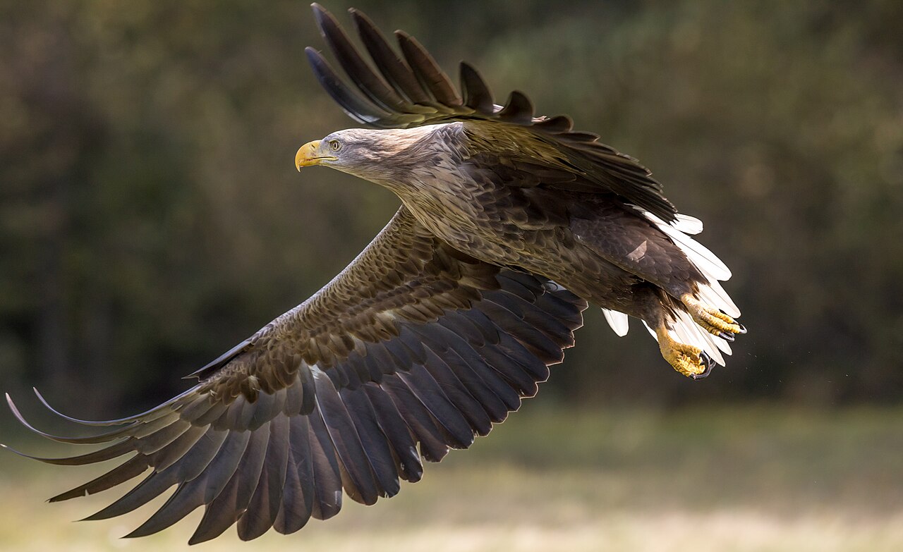 Zeearend (Haliaeetus albicilla)