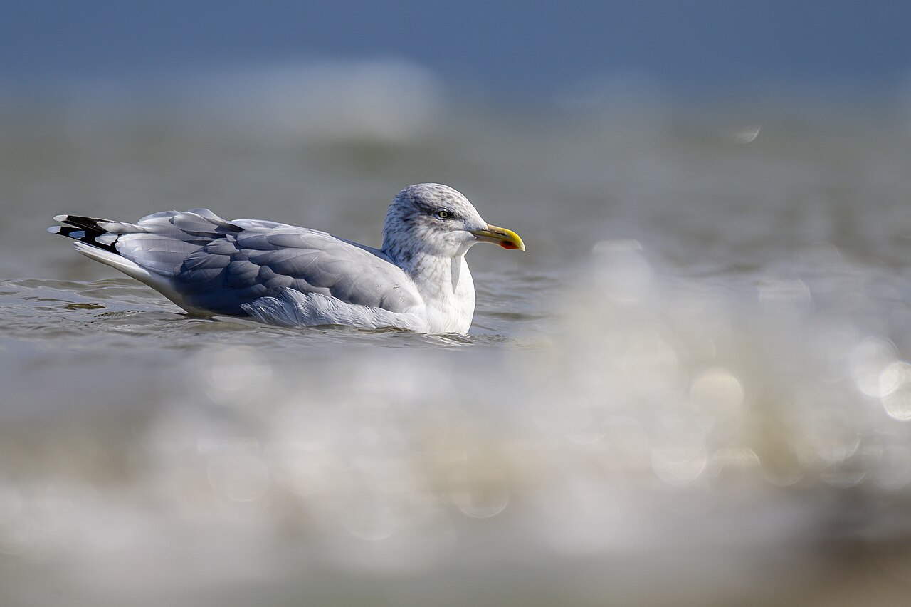 Zilvermeeuw (Larus argentatus)